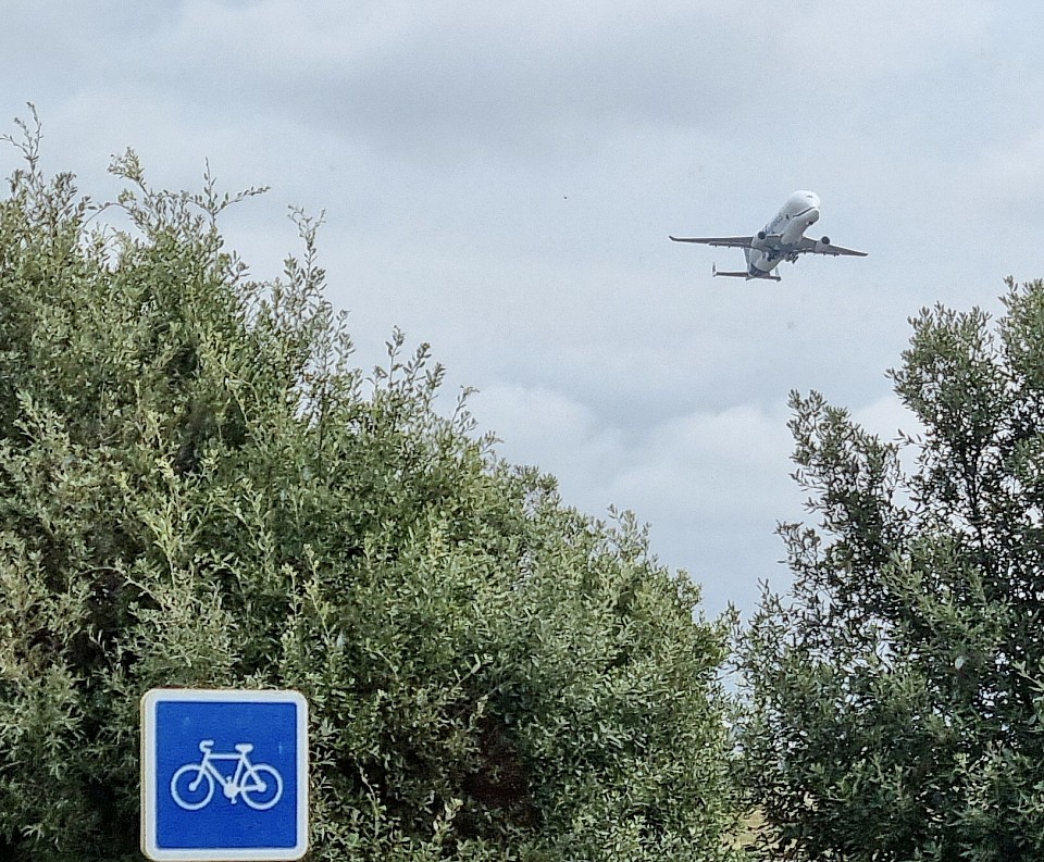 Beluga Photo Mark